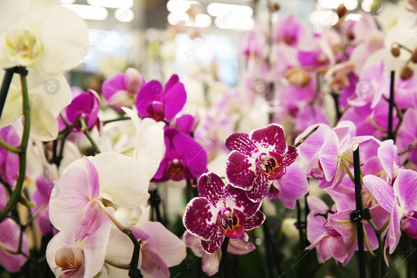 Photo of Beautiful blooming orchid flowers, closeup. Tropical plant