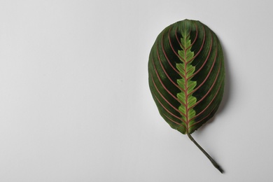 Leaf of tropical maranta plant on white background, top view
