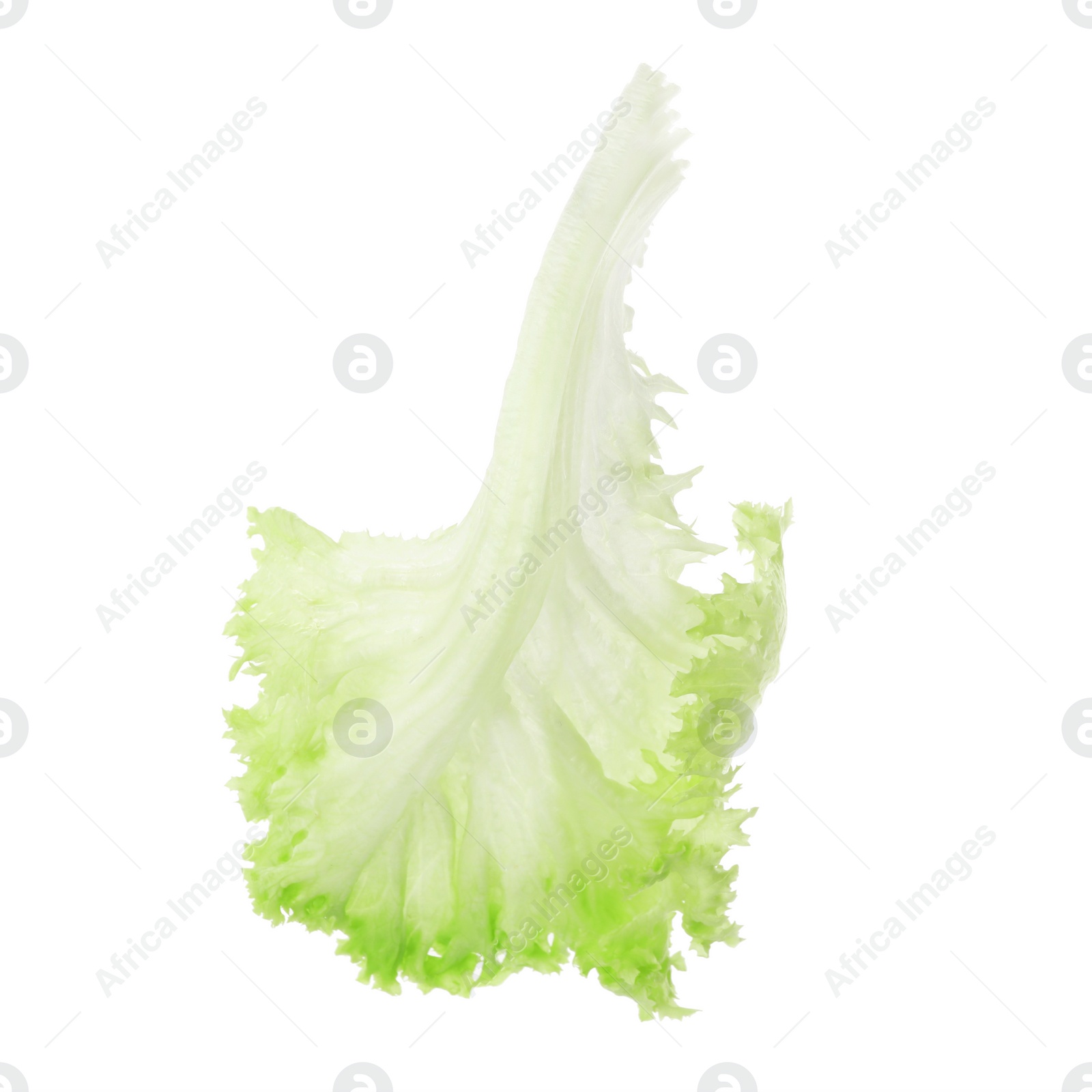 Photo of Fresh green lettuce leaf isolated on white