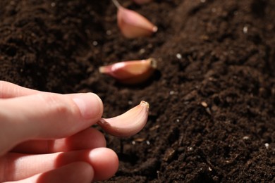 Woman planting garlic cloves into fertile soil, closeup. Space for text