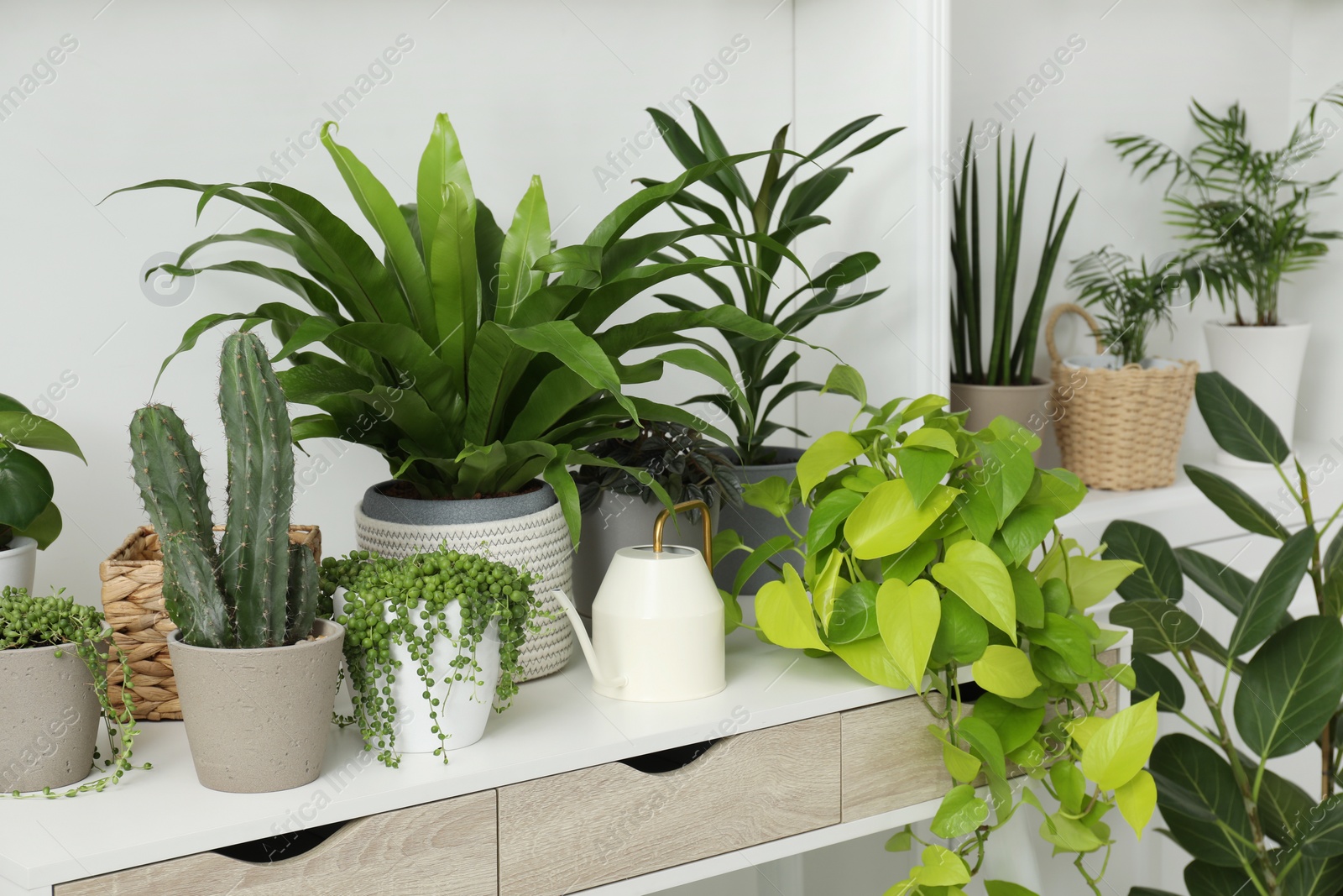 Photo of Many green potted houseplants on table indoors