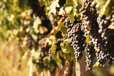 Photo of Fresh ripe juicy grapes growing on branches in vineyard