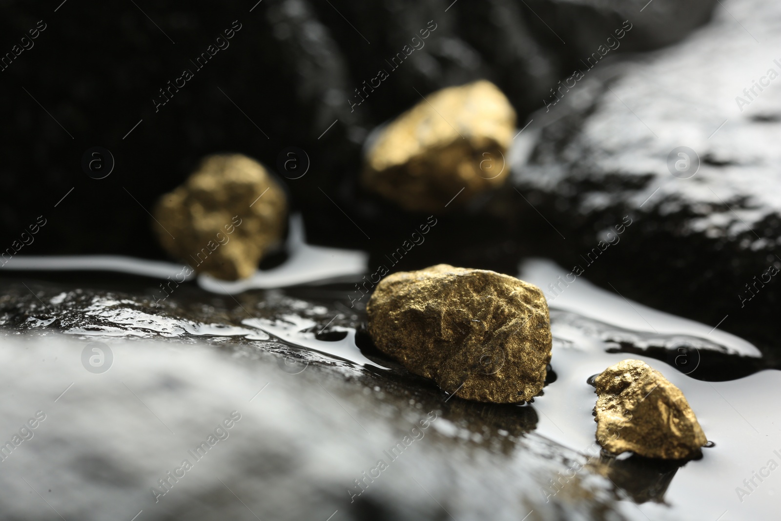 Photo of Shiny gold nuggets on wet stone, closeup. Space for text