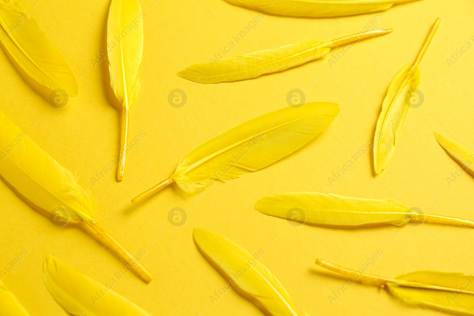 Photo of Bright beautiful feathers on yellow background, flat lay