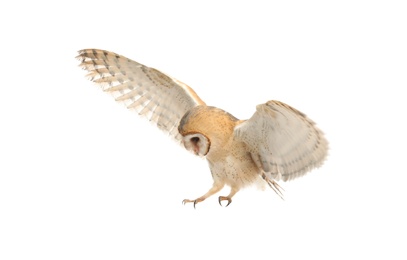 Beautiful common barn owl flying on white background