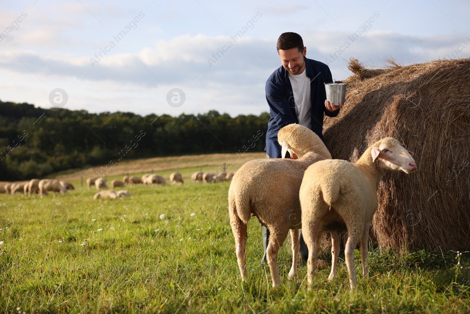 Photo of Smiling man with bucket feeding sheep near hay bale on animal farm. Space for text