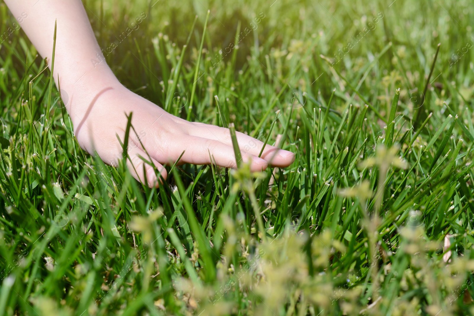 Photo of Woman touching fresh grass on green lawn, closeup