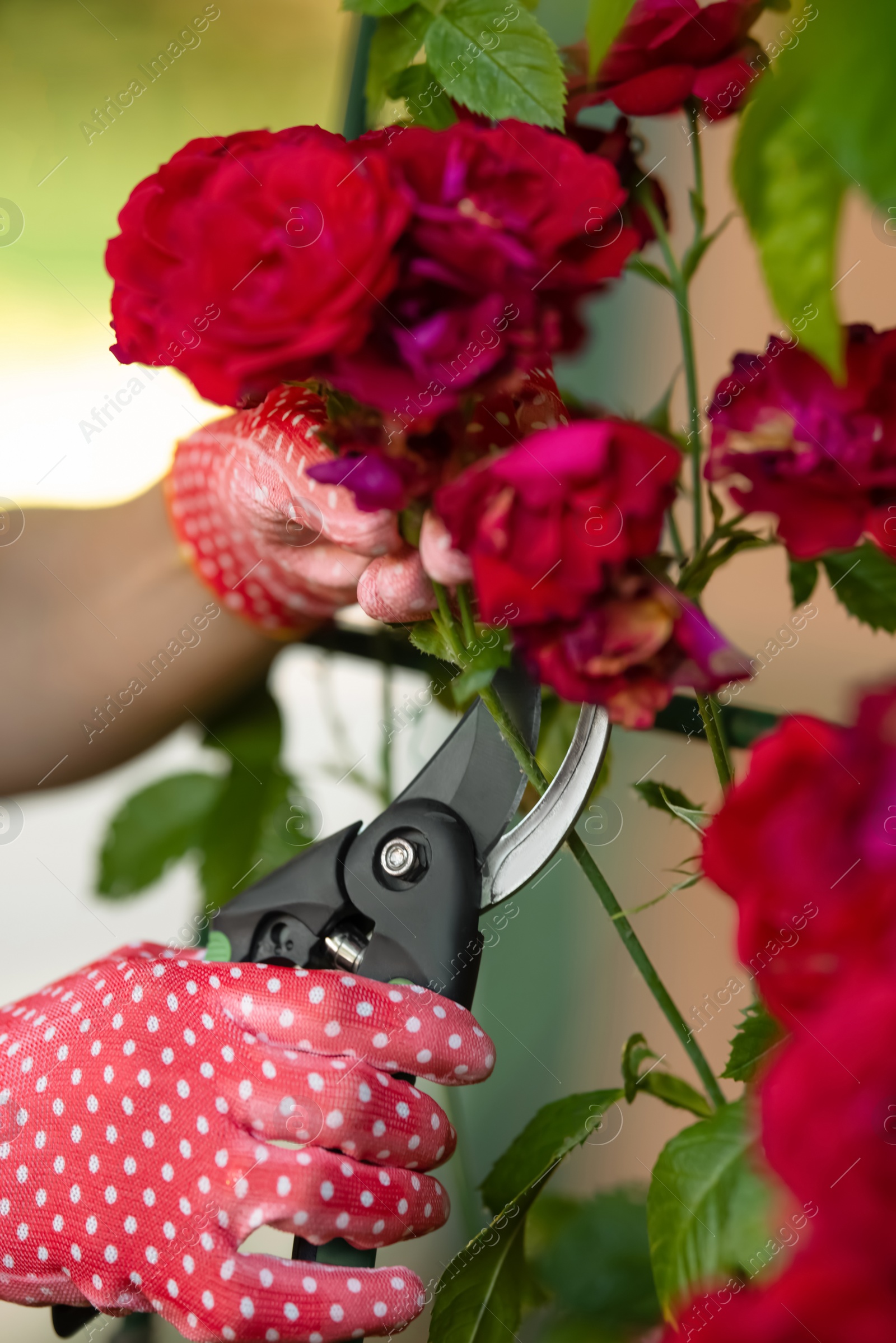 Photo of Woman in gardening gloves pruning rose bush with secateurs outdoors, closeup