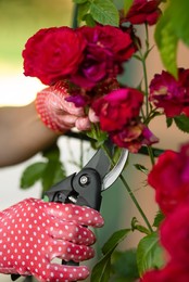 Woman in gardening gloves pruning rose bush with secateurs outdoors, closeup