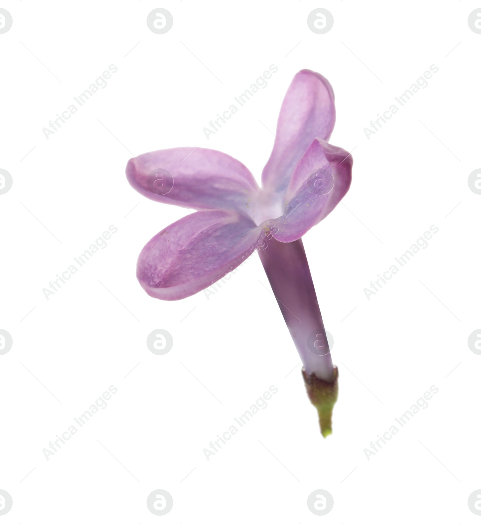 Photo of Beautiful violet lilac blossom isolated on white