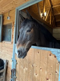 Photo of Adorable horse in stable. Lovely domesticated animal