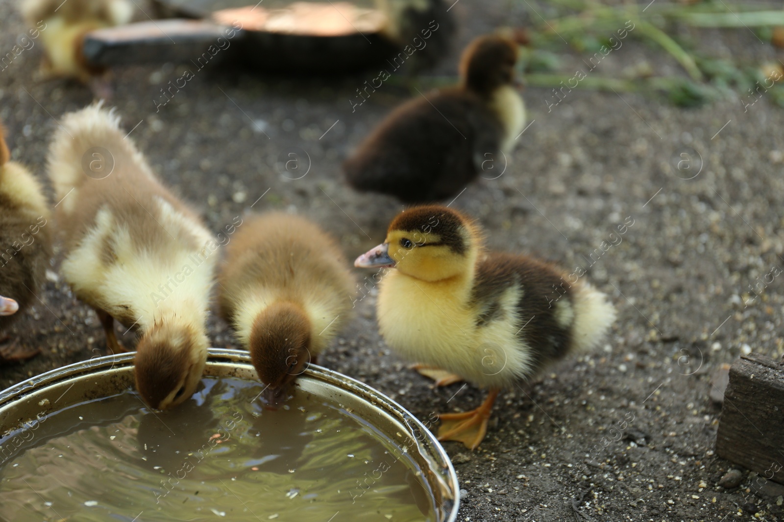 Photo of Cute fluffy ducklings near bowl of water in farmyard