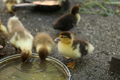 Photo of Cute fluffy ducklings near bowlwater in farmyard
