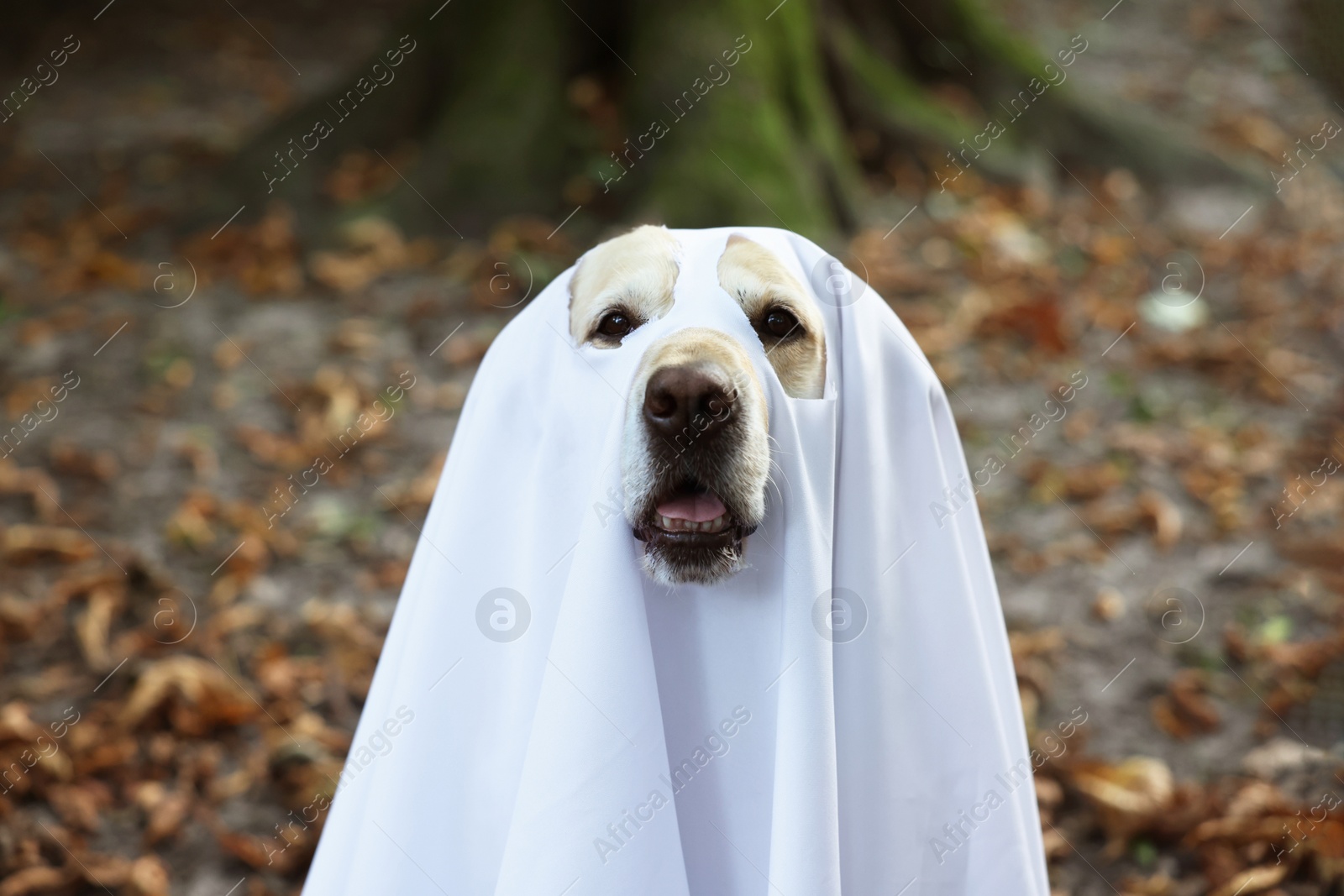 Photo of Cute Labrador Retriever dog wearing ghost costume in autumn park on Halloween