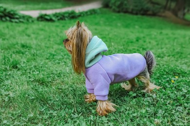 Cute Yorkshire terrier wearing stylish pet clothes in park