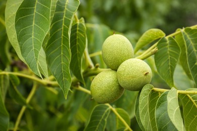 Green unripe walnuts on tree branch outdoors, closeup