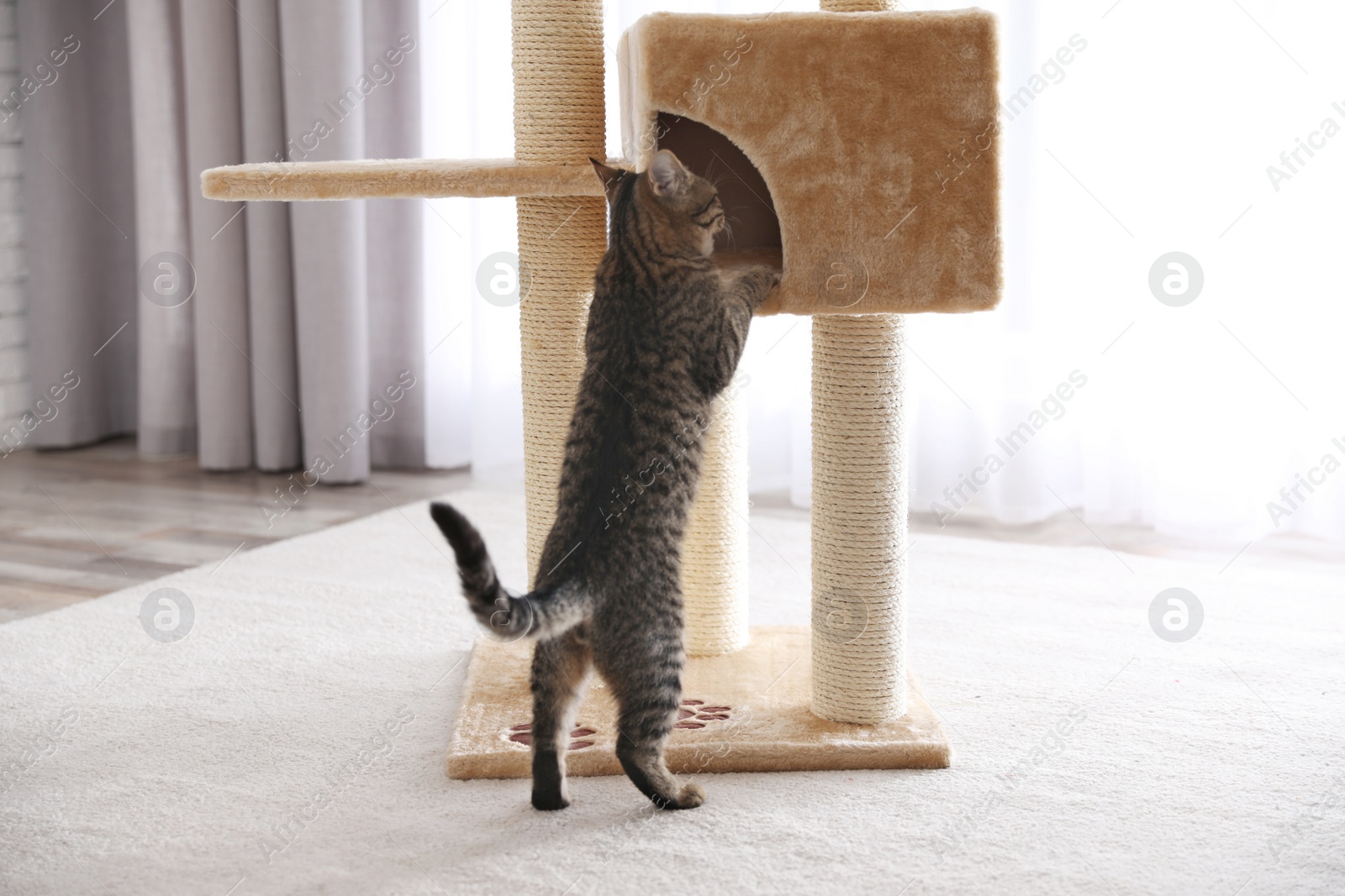 Photo of Cute tabby cat and pet tree at home