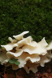 Photo of Wild oyster mushrooms and green vegetation in forest