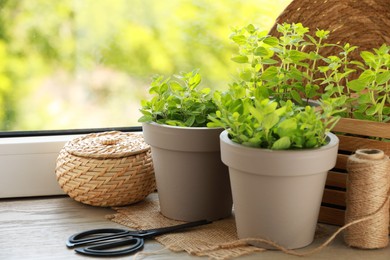 Photo of Aromatic potted oregano on wooden windowsill indoors