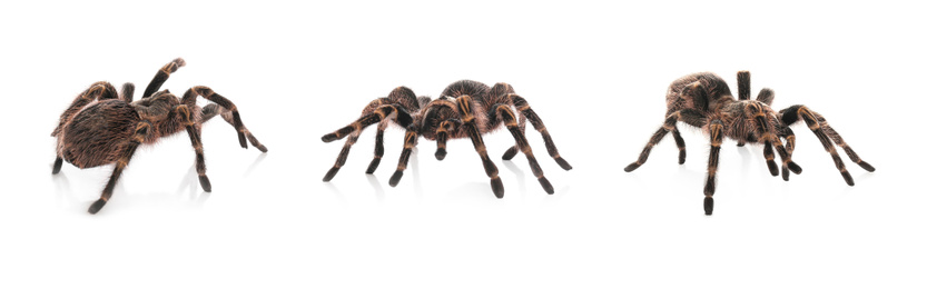 Collage of striped knee tarantula (Aphonopelma seemanni) on white background