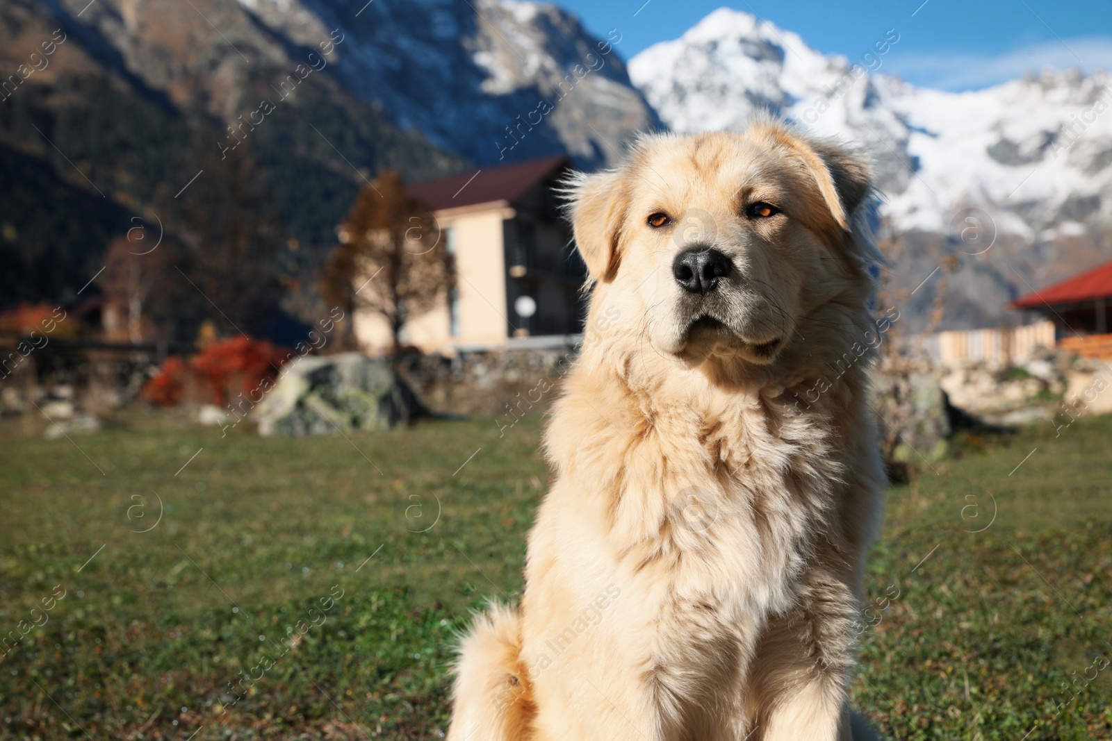 Photo of Adorable dog in mountains on sunny day