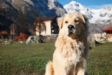 Photo of Adorable dog in mountains on sunny day