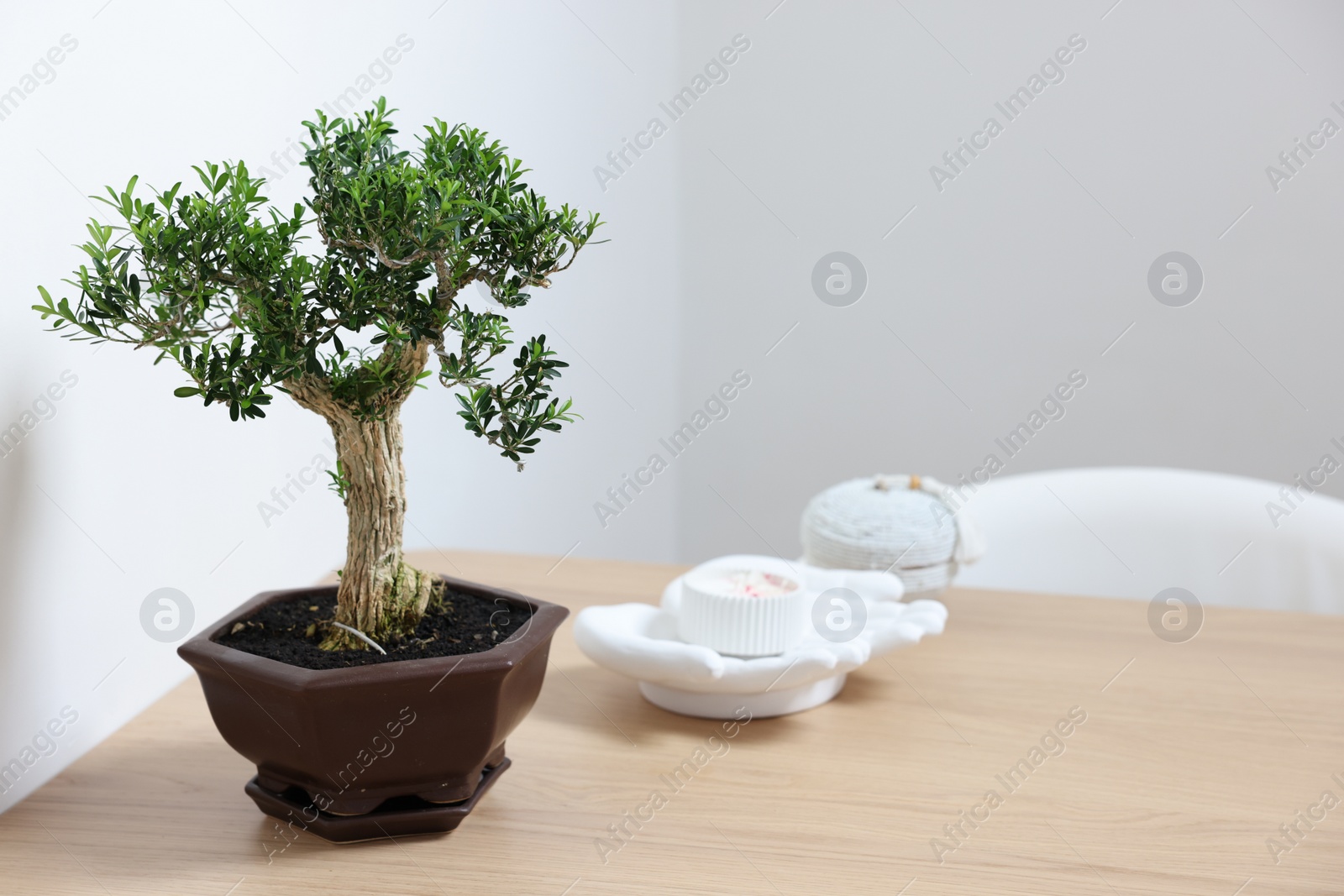 Photo of Beautiful bonsai tree in pot and decor elements on wooden table indoors, space for text