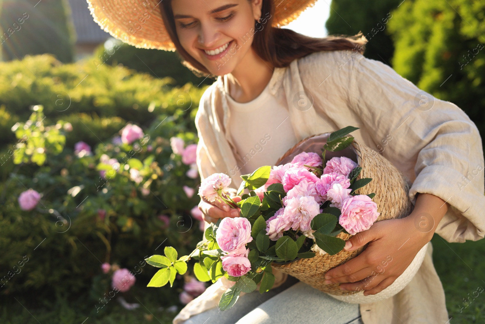 Photo of Young woman holding wicker basket with beautiful tea roses in garden, closeup