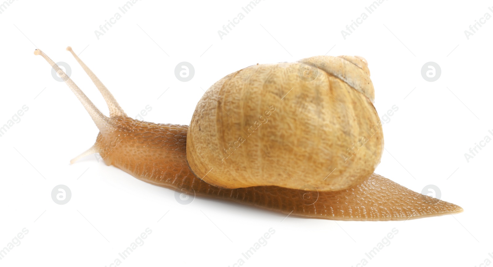 Photo of Common garden snail crawling on white background