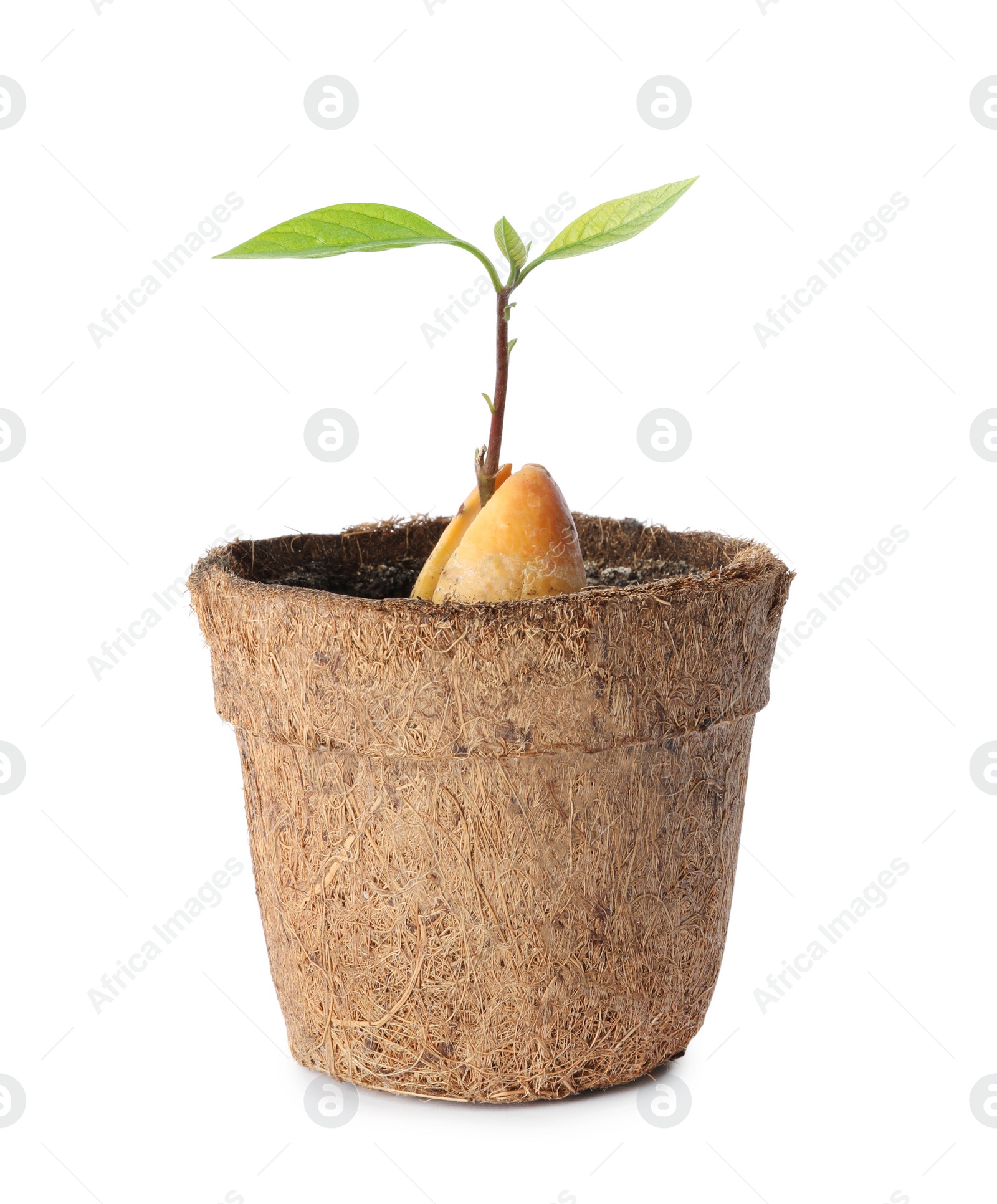 Photo of Avocado pit with sprout in pot on white background