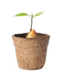 Photo of Avocado pit with sprout in pot on white background