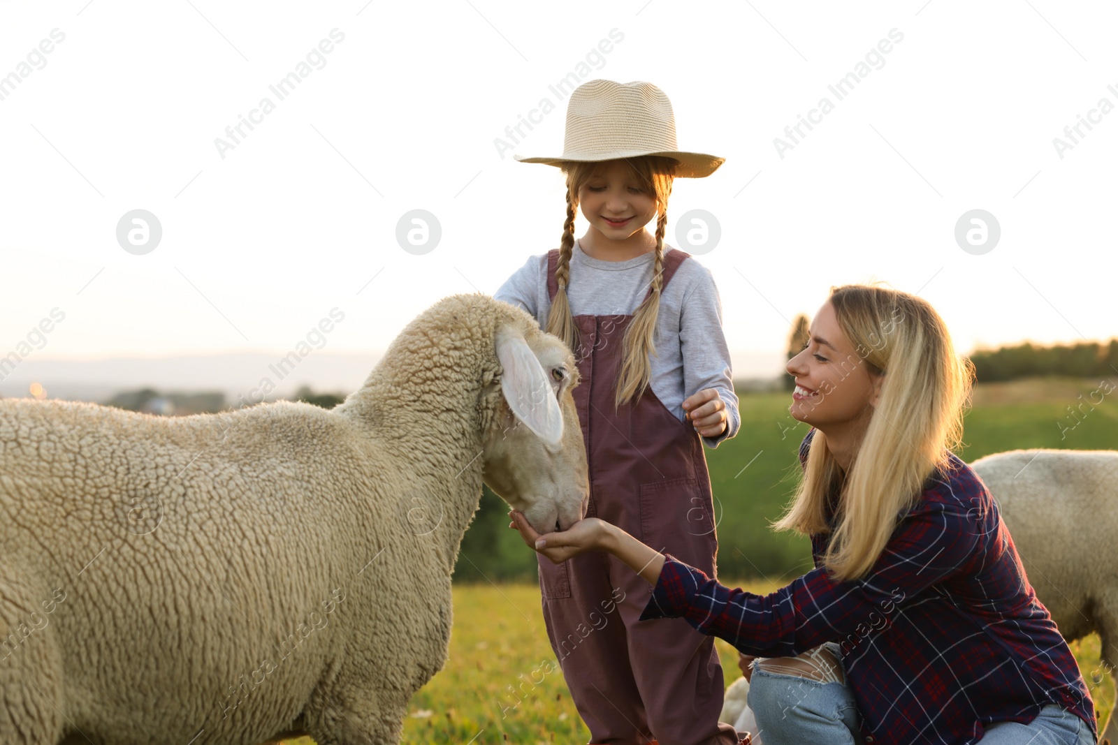 Photo of Mother and daughter feeding sheep on pasture. Farm animals