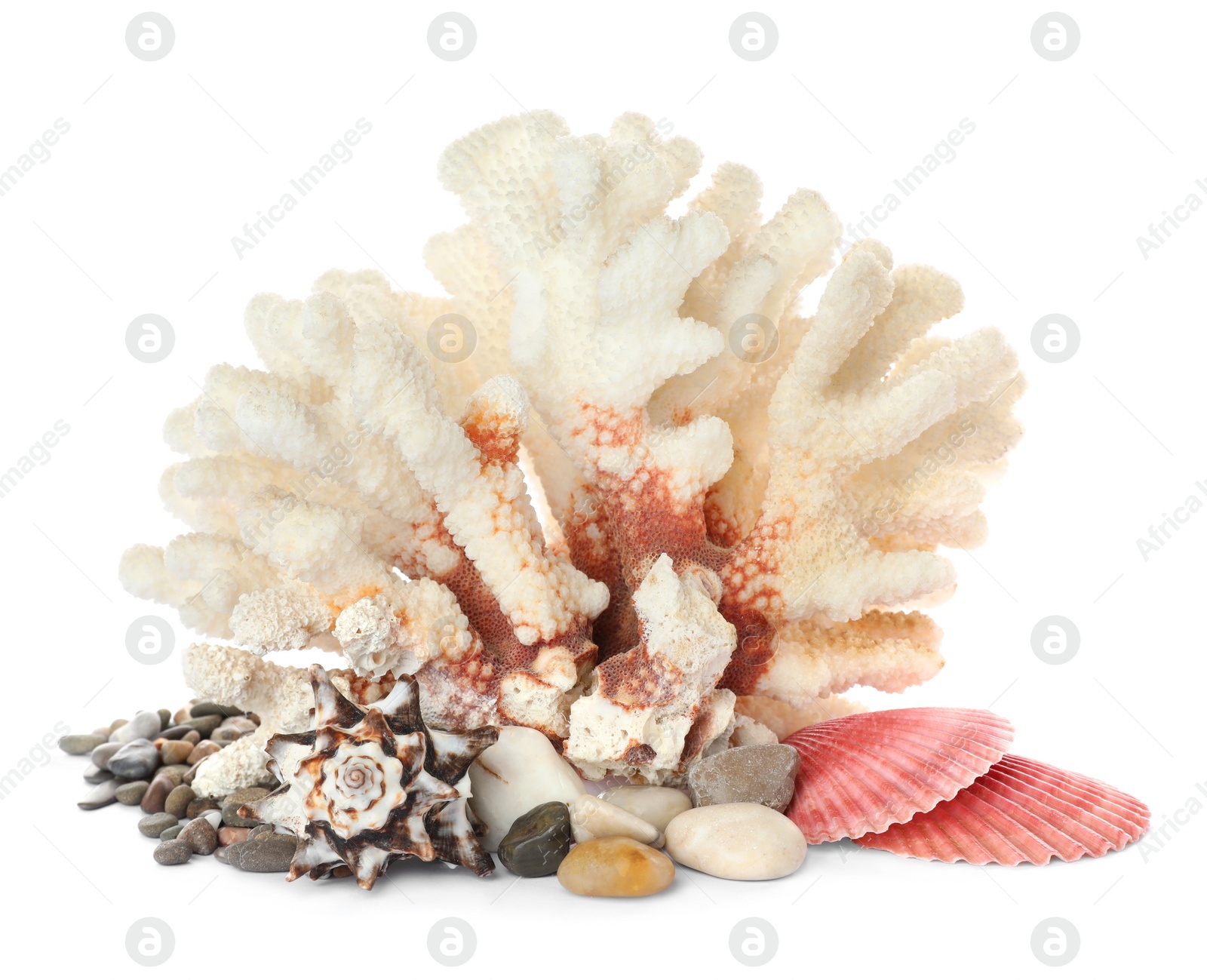 Photo of Beautiful exotic sea coral, shells and pebbles on white background