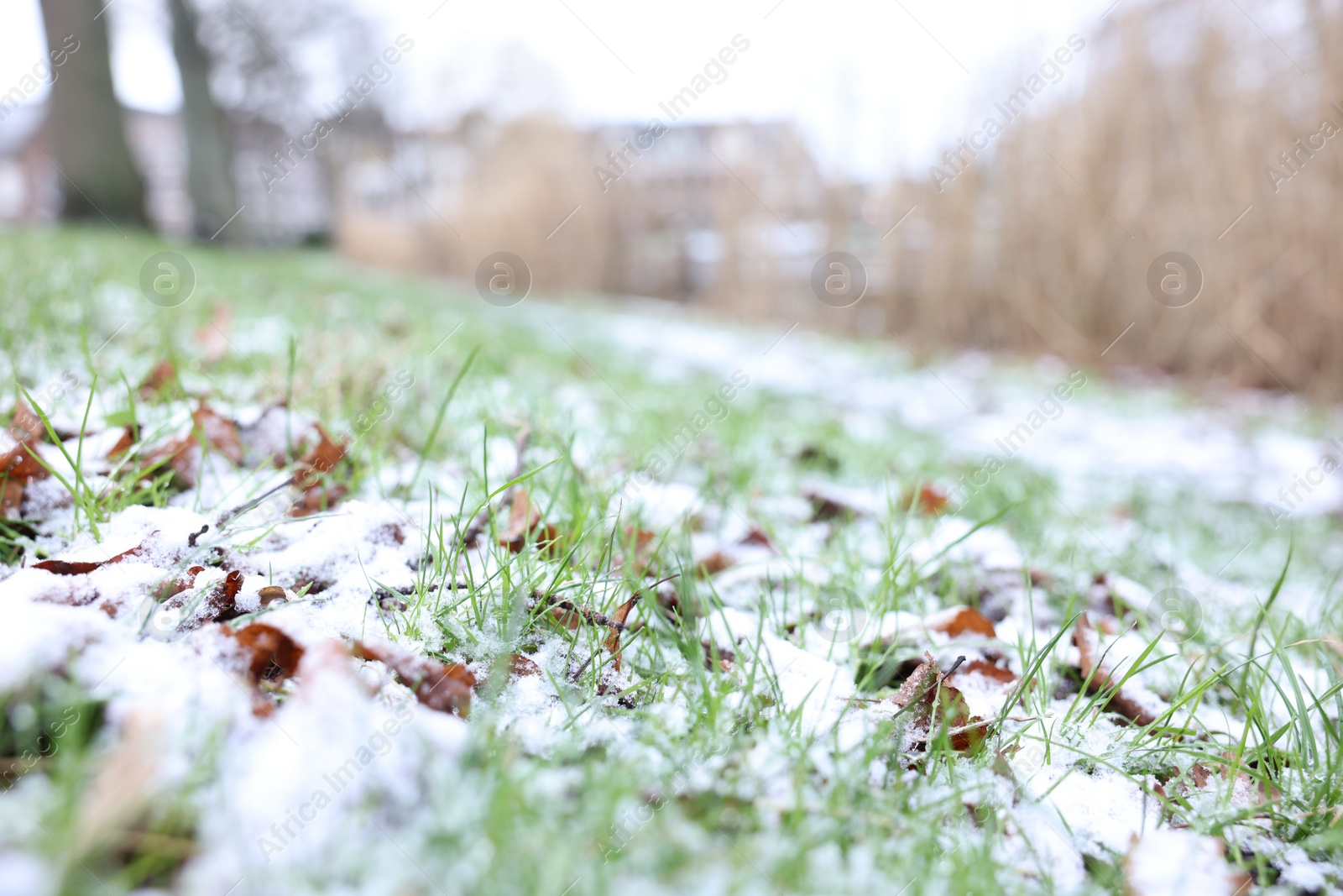 Photo of Green grass covered with snow on winter day, closeup