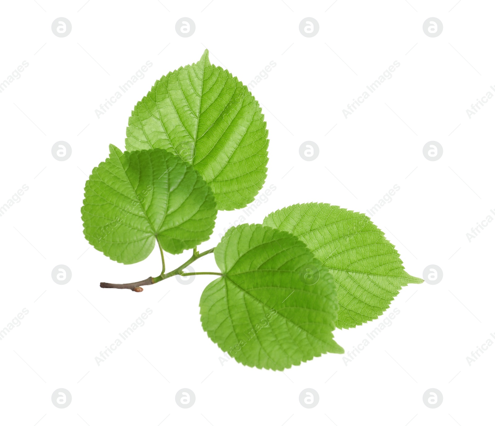 Photo of Branch with green leaves on white background