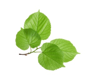 Photo of Branch with green leaves on white background