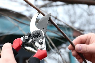 Photo of Gardener pruning grapevine with shears outdoors, closeup