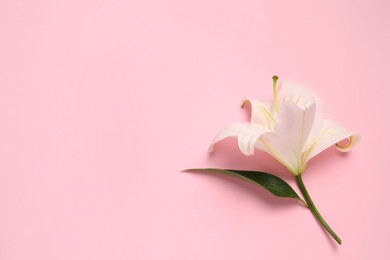 Photo of Beautiful white lily flower on pink background, top view. Space for text