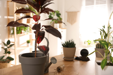 Photo of Beautiful plants on table indoors. Engaging hobby