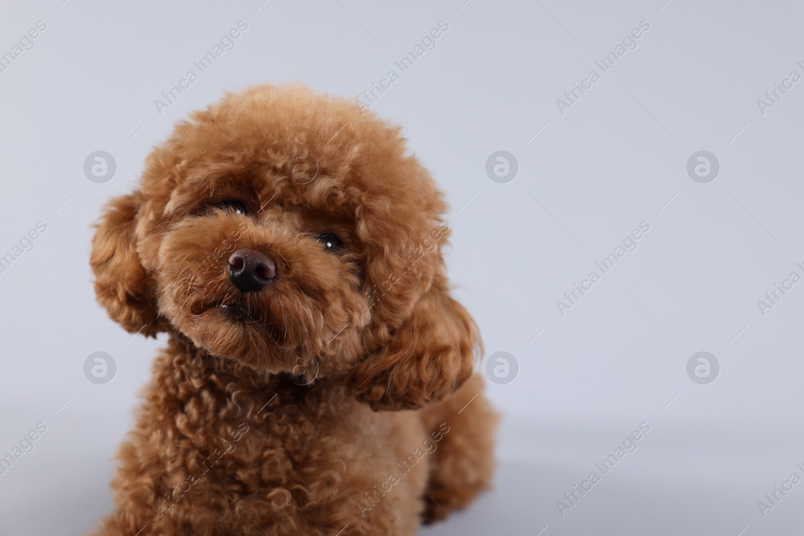 Photo of Cute Maltipoo dog on light grey background, space for text. Lovely pet