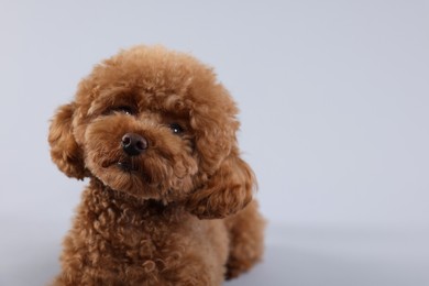 Photo of Cute Maltipoo dog on light grey background, space for text. Lovely pet