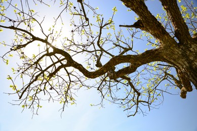 Beautiful tree with budding leaves against blue sky on sunny day, low angle view