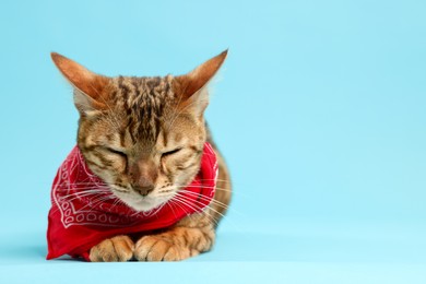 Photo of Cute Bengal cat with red bandana on light blue background, space for text