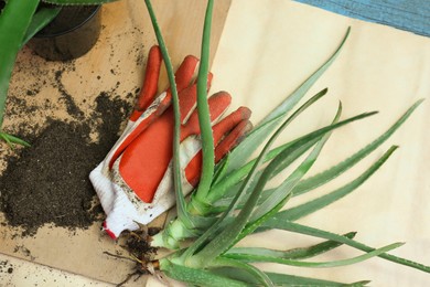 Photo of Aloe vera plants, gardening gloves and soil on table, above view