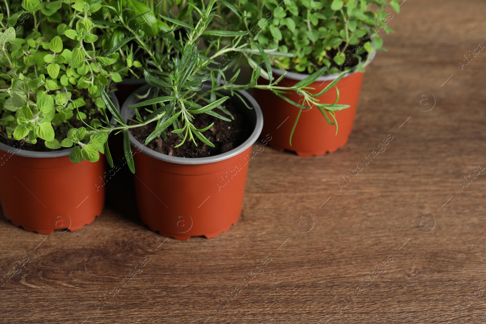 Photo of Different aromatic potted herbs on wooden table, closeup. Space for text