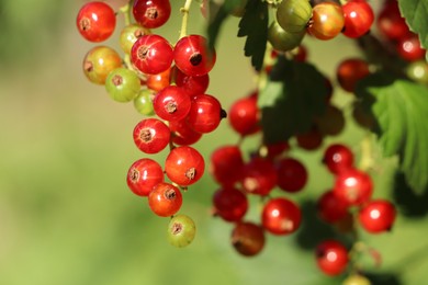 Photo of Closeup view of red currant bush with ripening berries outdoors on sunny day