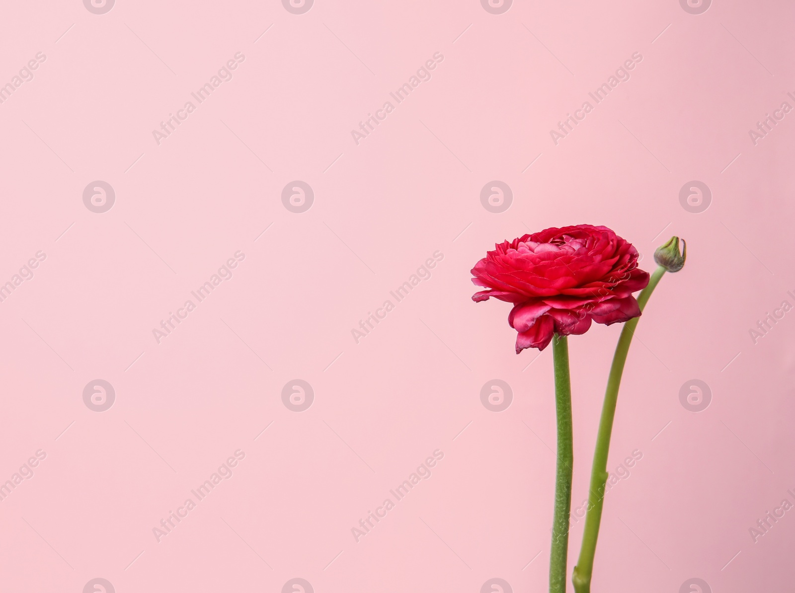 Photo of Beautiful ranunculus flower on color background