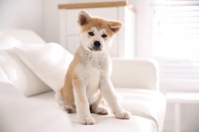 Photo of Adorable akita inu puppy sitting on sofa indoors