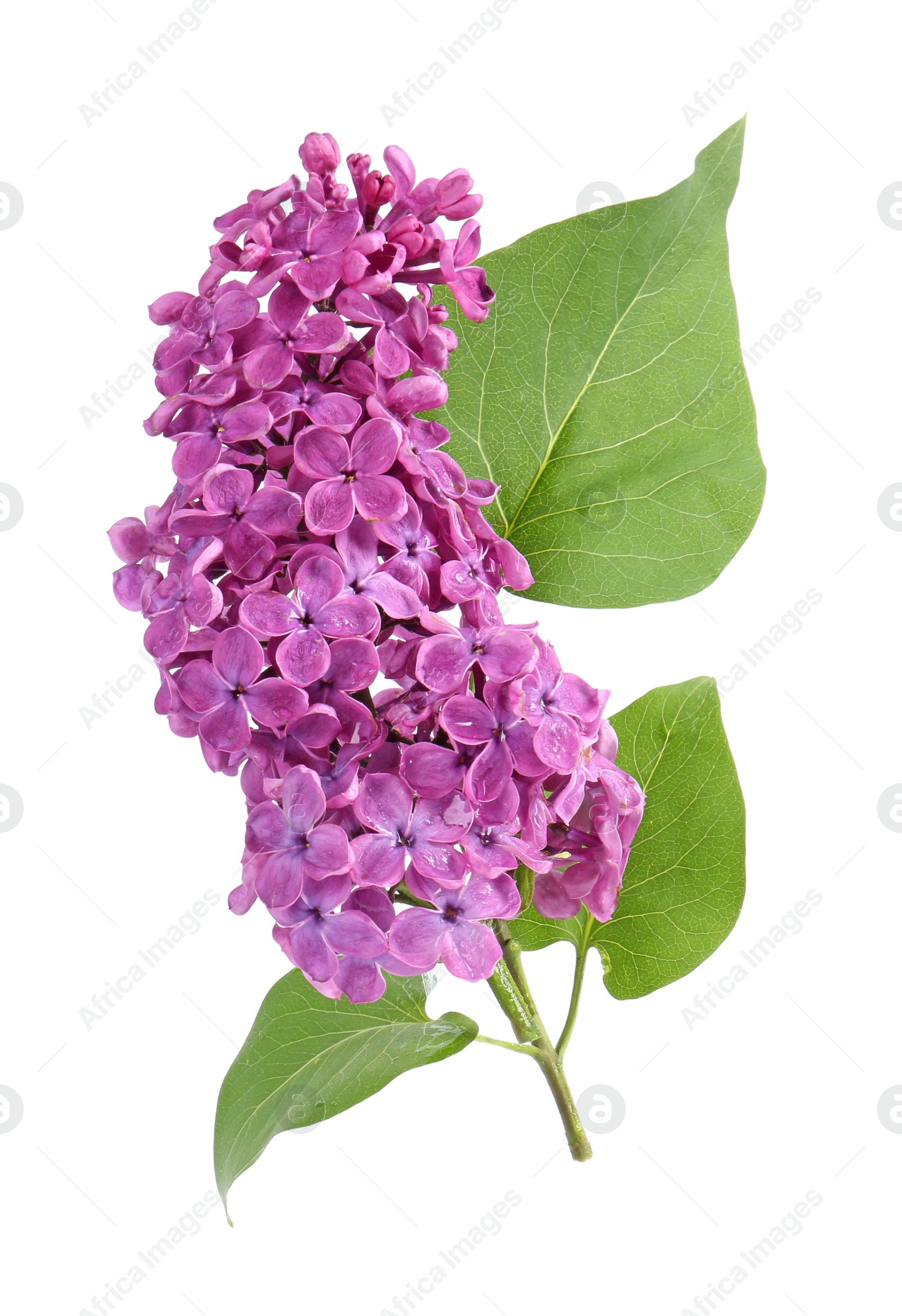 Photo of Beautiful blossoming lilac flowers with green leaves on white background