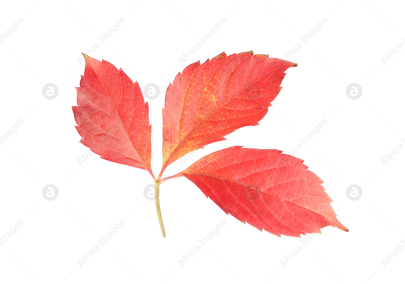 Photo of Autumn season. Bright leaf isolated on white